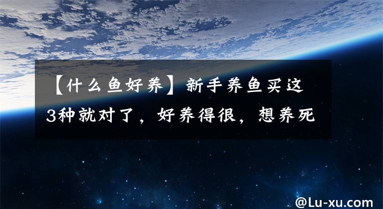 【什么鱼好养】新手养鱼买这3种就对了，好养得很，想养死都难