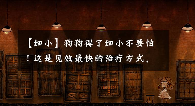 【细小】狗狗得了细小不要怕！这是见效最快的治疗方式，预防好了有备无患