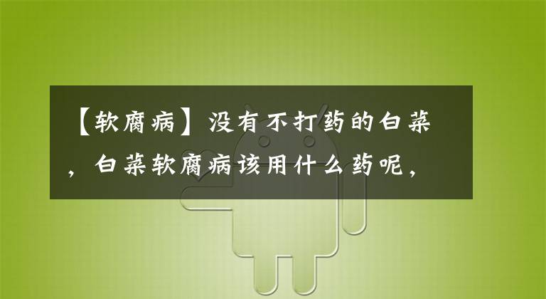 【软腐病】没有不打药的白菜，白菜软腐病该用什么药呢，您知道吗？