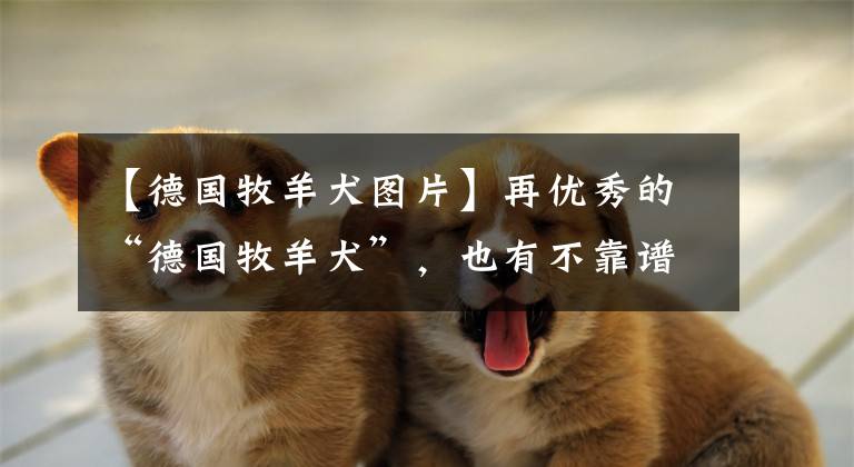 【德国牧羊犬图片】再优秀的“德国牧羊犬”，也有不靠谱的时候，但我还是喜欢养