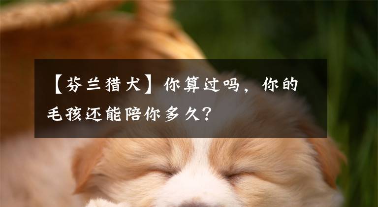 【芬兰猎犬】你算过吗，你的毛孩还能陪你多久？