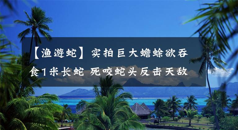 【渔游蛇】实拍巨大蟾蜍欲吞食1米长蛇 死咬蛇头反击天敌场面惊悚