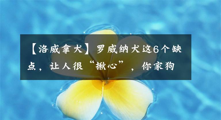 【洛威拿犬】罗威纳犬这6个缺点，让人很“揪心”，你家狗狗占几个？