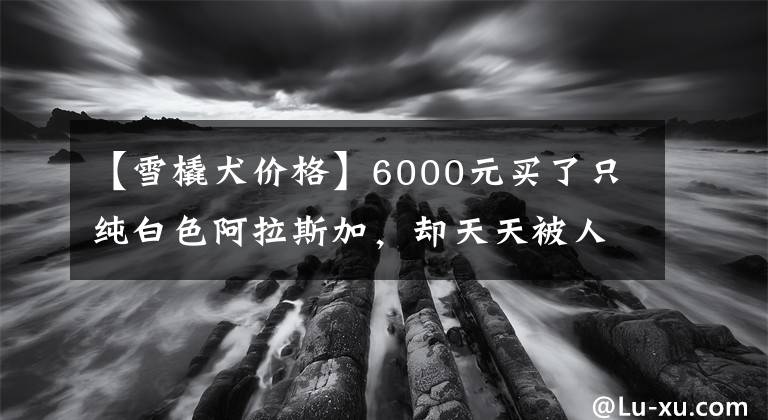 【雪橇犬价格】6000元买了只纯白色阿拉斯加，却天天被人说是萨摩耶！