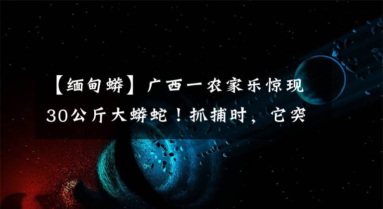 【缅甸蟒】广西一农家乐惊现30公斤大蟒蛇！抓捕时，它突然“醒”了