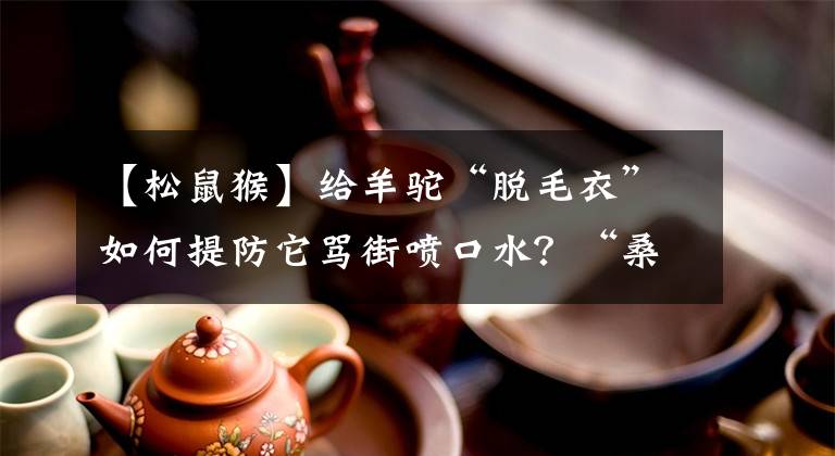 【松鼠猴】给羊驼“脱毛衣”如何提防它骂街喷口水？“桑拿天”上海让动物这么过