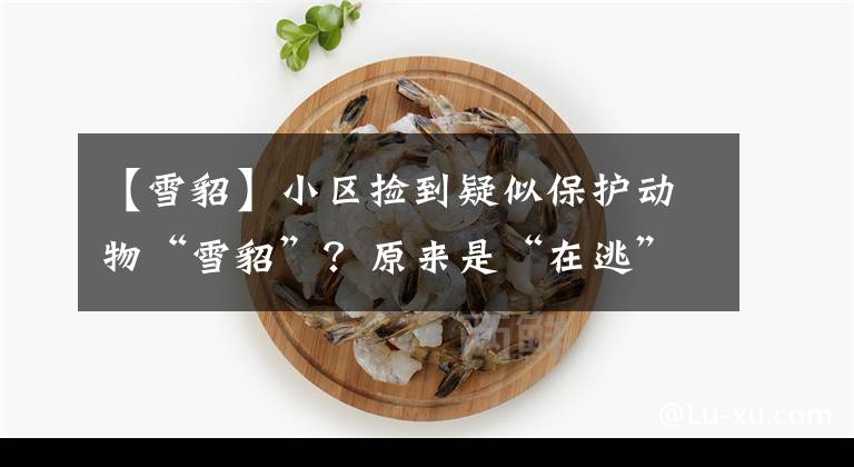 【雪貂】小区捡到疑似保护动物“雪貂”？原来是“在逃”宠物貂中了暑