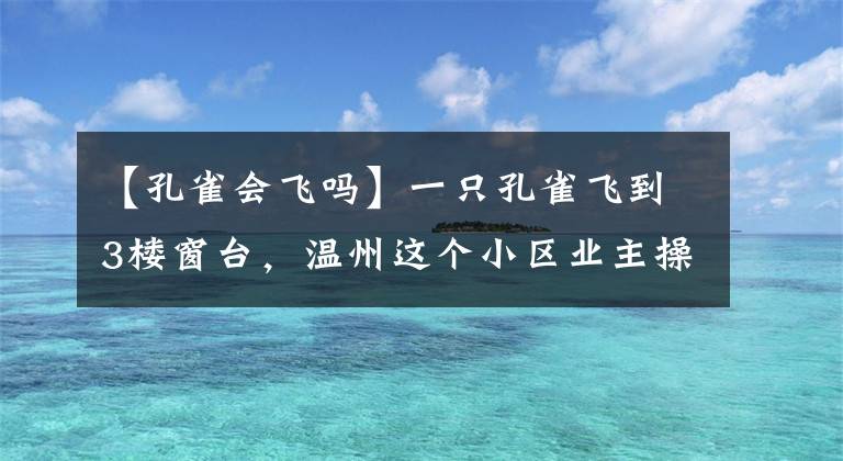 【孔雀会飞吗】一只孔雀飞到3楼窗台，温州这个小区业主操碎了心