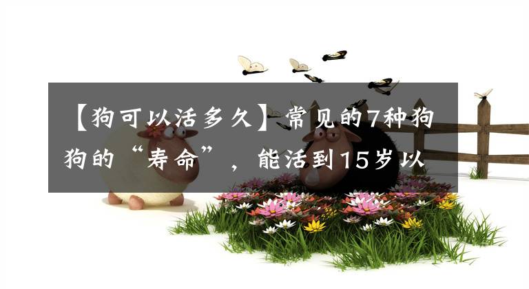 【狗可以活多久】常见的7种狗狗的“寿命”，能活到15岁以上的很少