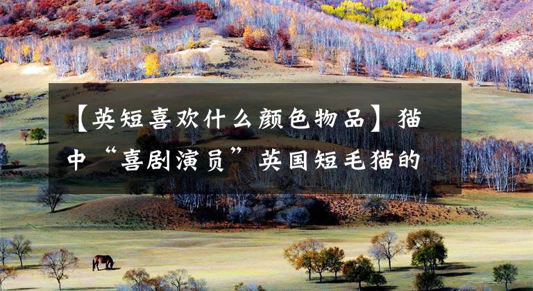 【英短喜欢什么颜色物品】猫中“喜剧演员”英国短毛猫的选拔及饲养注意事项全部分析！完全理解文章配图