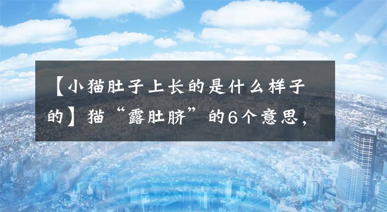 【小猫肚子上长的是什么样子的】猫“露肚脐”的6个意思，知道4个以上，说明你理解它