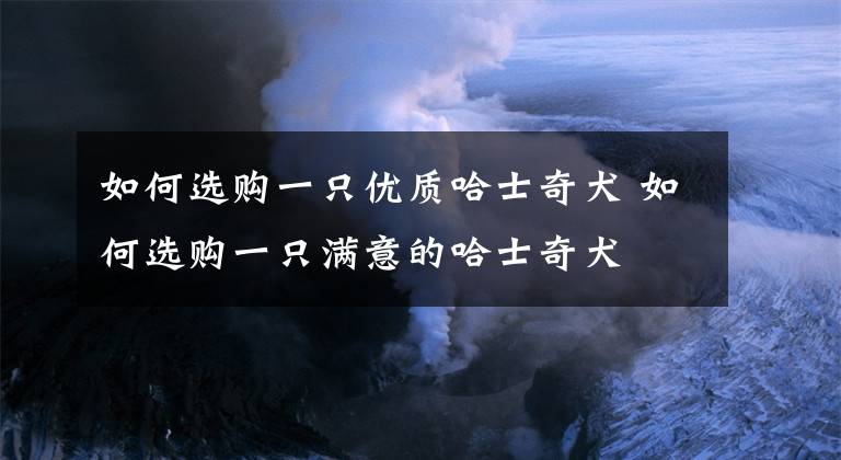 如何选购一只优质哈士奇犬 如何选购一只满意的哈士奇犬