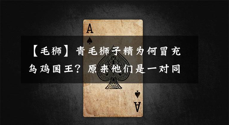 【毛狮】青毛狮子精为何冒充乌鸡国王？原来他们是一对同性恋？