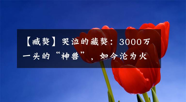 【臧獒】哭泣的藏獒：3000万一头的“神兽”，如今沦为火锅食材