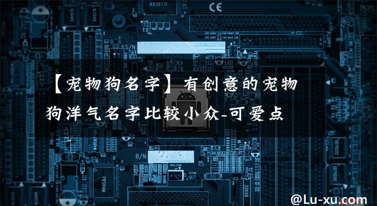 【宠物狗名字】有创意的宠物狗洋气名字比较小众-可爱点