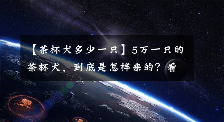 【茶杯犬多少一只】5万一只的茶杯犬，到底是怎样来的？看完真想掐死狗贩子！