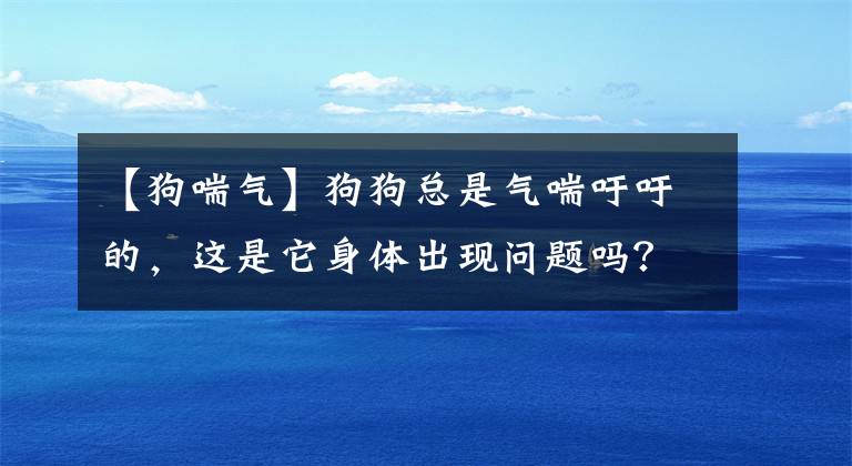 【狗喘气】狗狗总是气喘吁吁的，这是它身体出现问题吗？狗狗喘气的五个原因