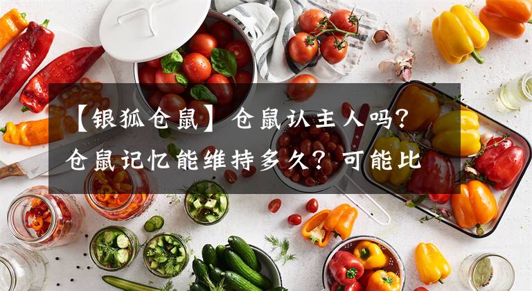 【银狐仓鼠】仓鼠认主人吗？仓鼠记忆能维持多久？可能比想象的短