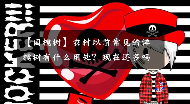 【国槐树】农村以前常见的洋槐树有什么用处？现在还多吗？洋槐的辉煌和没落