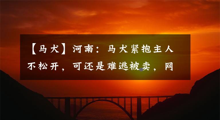 【马犬】河南：马犬紧抱主人不松开，可还是难逃被卖，网友：可怜一条好狗文章配图