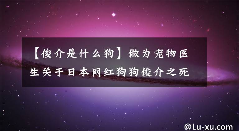 【俊介是什么狗】做为宠物医生关于日本网红狗狗俊介之死，我想说