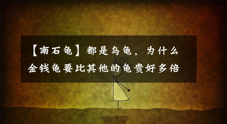 【南石龟】都是乌龟，为什么金钱龟要比其他的龟贵好多倍？