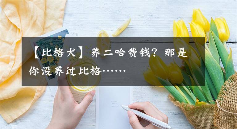 【比格犬】养二哈费钱？那是你没养过比格……