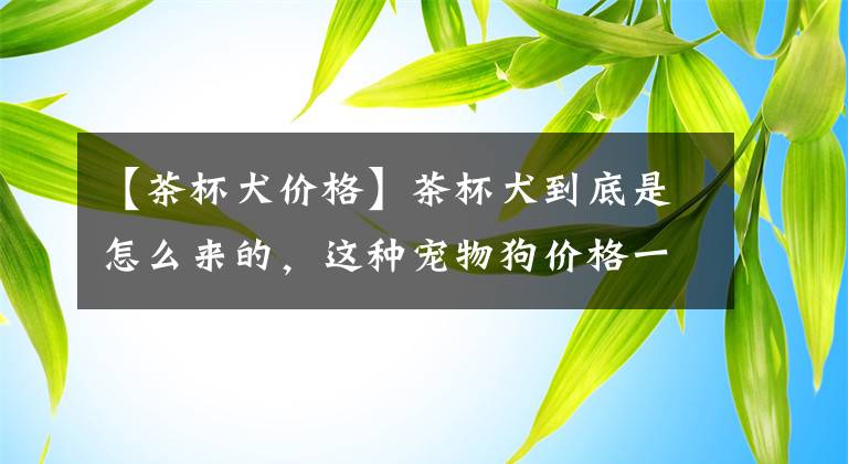 【茶杯犬价格】茶杯犬到底是怎么来的，这种宠物狗价格一般为什么会很贵