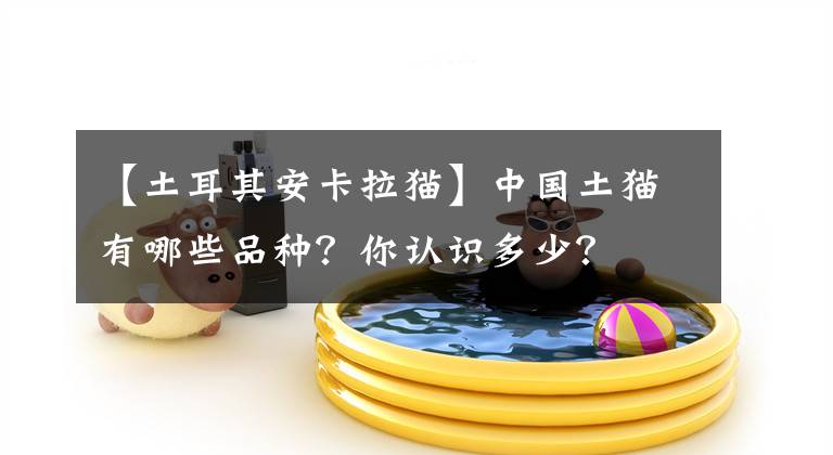 【土耳其安卡拉猫】中国土猫有哪些品种？你认识多少？