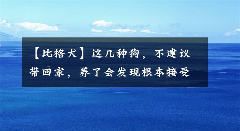 【比格犬】这几种狗，不建议带回家，养了会发现根本接受不了