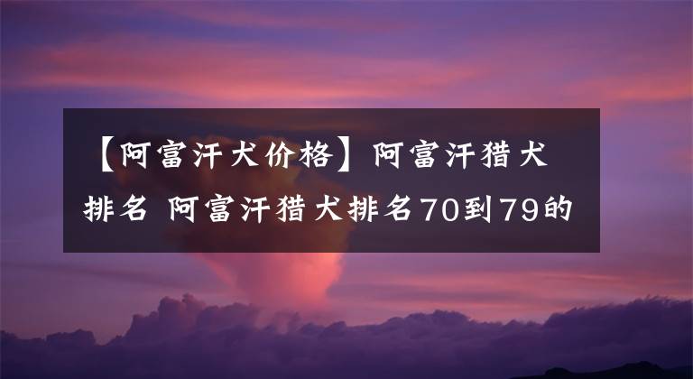 【阿富汗犬价格】阿富汗猎犬排名 阿富汗猎犬排名70到79的狗