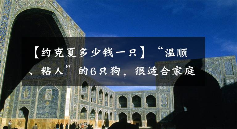 【约克夏多少钱一只】“温顺、粘人”的6只狗，很适合家庭养，不会伤害小孩