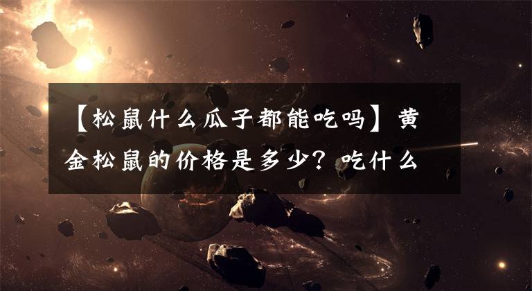 【松鼠什么瓜子都能吃吗】黄金松鼠的价格是多少？吃什么食物？表格要注意什么？