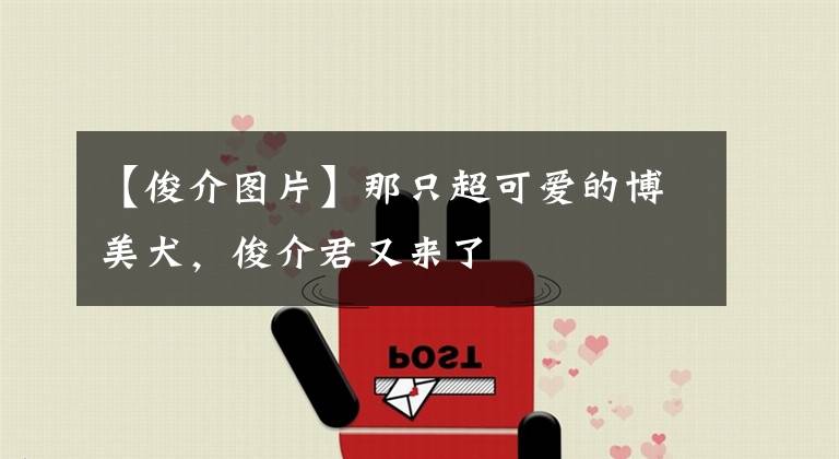 【俊介图片】那只超可爱的博美犬，俊介君又来了