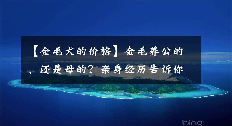 【金毛犬的价格】金毛养公的，还是母的？亲身经历告诉你，区别真的很大