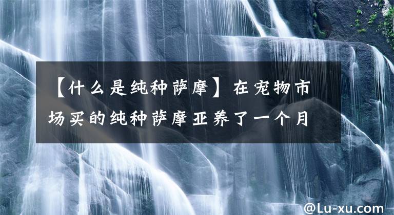 【什么是纯种萨摩】在宠物市场买的纯种萨摩亚养了一个月，养得越长越像哈士奇