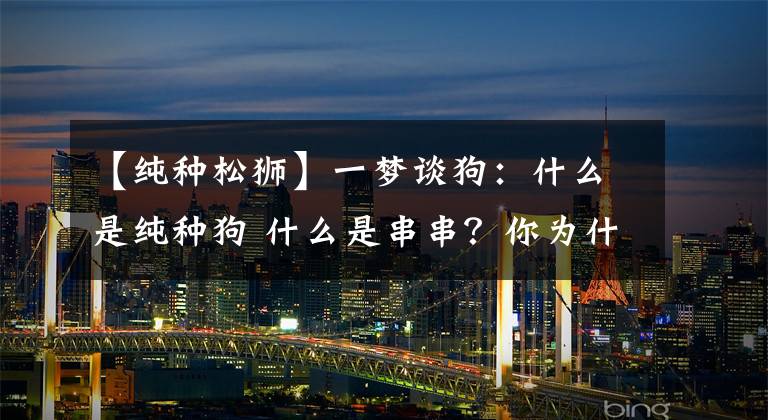 【纯种松狮】一梦谈狗：什么是纯种狗 什么是串串？你为什么瞧不起中国土狗？