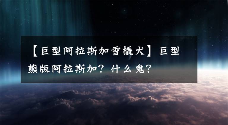 【巨型阿拉斯加雪橇犬】巨型熊版阿拉斯加？什么鬼？