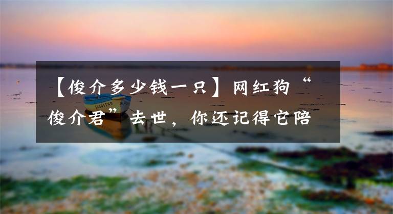 【俊介多少钱一只】网红狗“俊介君”去世，你还记得它陪伴我们的15年吗？