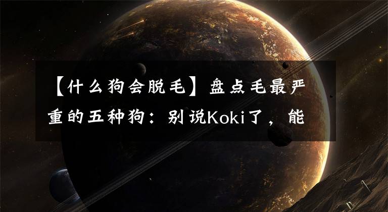 【什么狗会脱毛】盘点毛最严重的五种狗：别说Koki了，能织出图五年掉下来的毛衣！