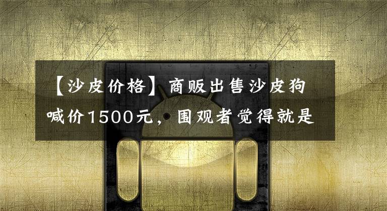 【沙皮价格】商贩出售沙皮狗喊价1500元，围观者觉得就是癞皮狗不值钱！