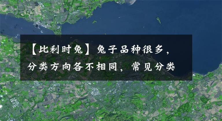 【比利时兔】兔子品种很多，分类方向各不相同，常见分类品种是这样的