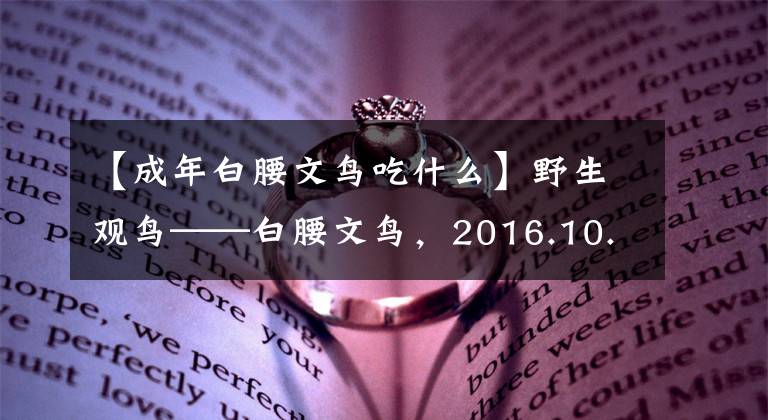 【成年白腰文鸟吃什么】野生观鸟——白腰文鸟，2016.10.16在陕西杨陵拍摄