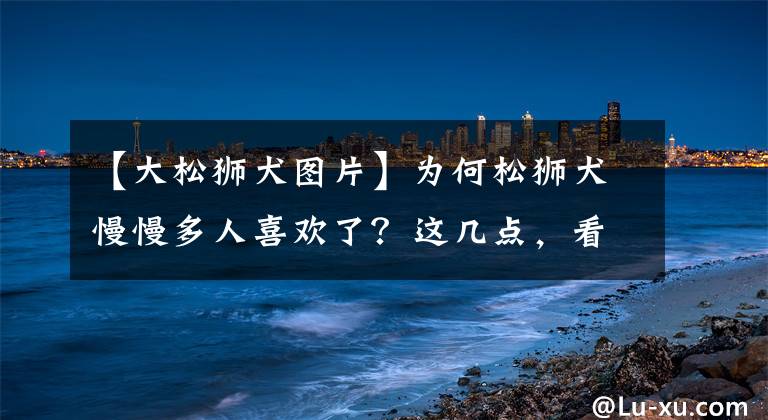 【大松狮犬图片】为何松狮犬慢慢多人喜欢了？这几点，看了都忍不住想养