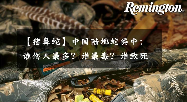 【猪鼻蛇】中国陆地蛇类中：谁伤人最多？谁最毒？谁致死率最高？