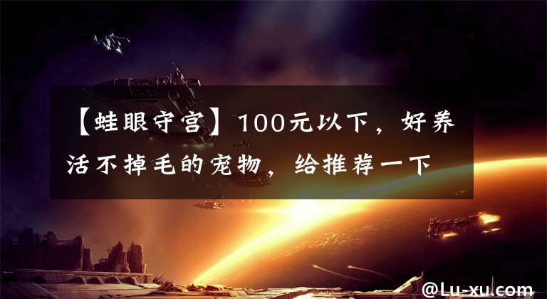 【蛙眼守宫】100元以下，好养活不掉毛的宠物，给推荐一下