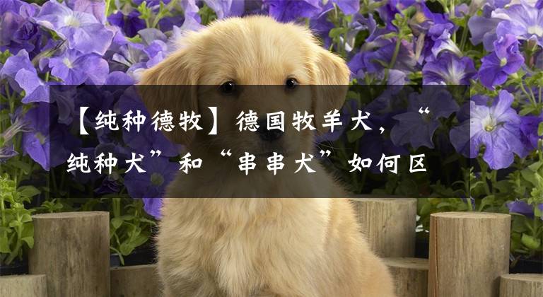 【纯种德牧】德国牧羊犬，“纯种犬”和“串串犬”如何区分？主要看这6个地方