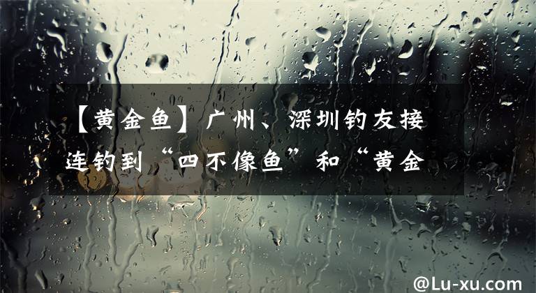 【黄金鱼】广州、深圳钓友接连钓到“四不像鱼”和“黄金鱼”，是新物种吗？