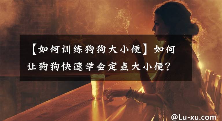 【如何训练狗狗大小便】如何让狗狗快速学会定点大小便？宠物专家：只要学会这7招就可以