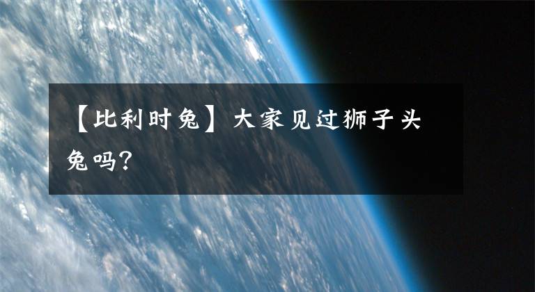 【比利时兔】大家见过狮子头兔吗？